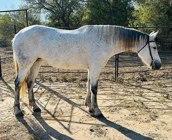 barrel-racing-andalusian-pony