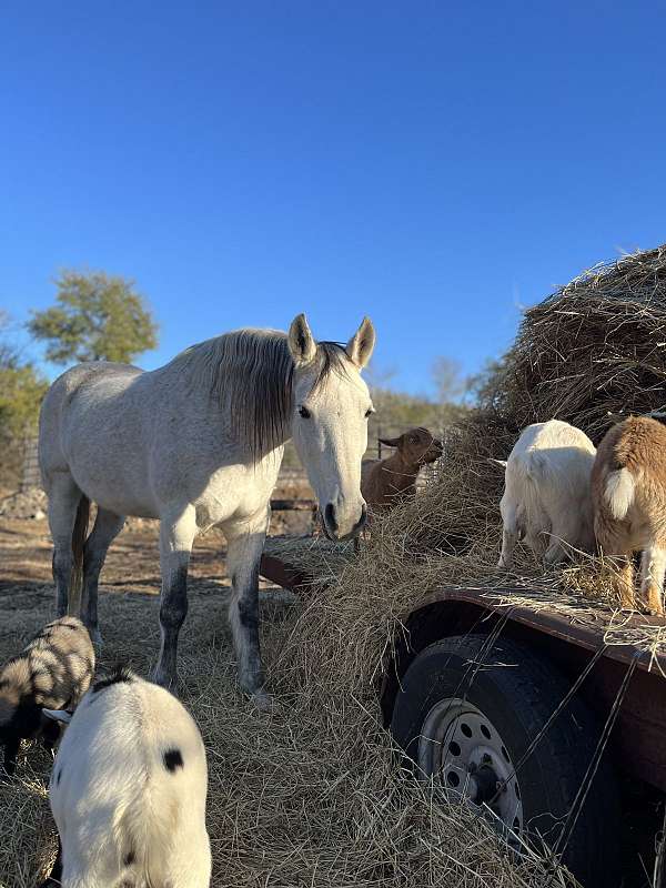 racing-andalusian-pony