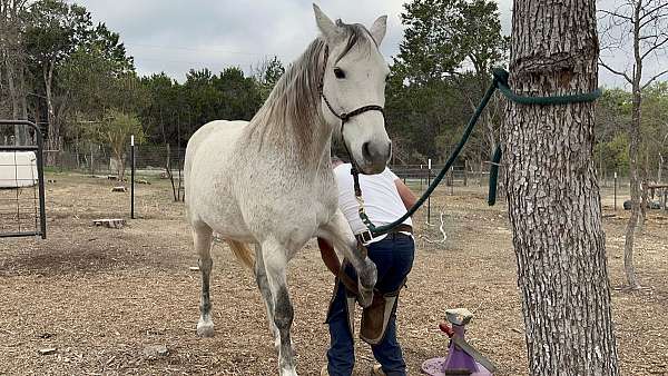 roping-andalusian-pony