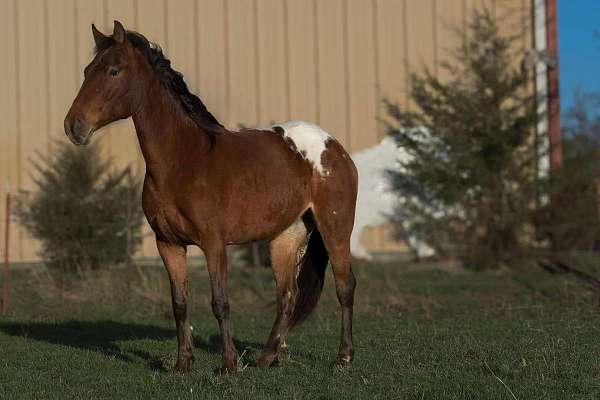 quarter-pony