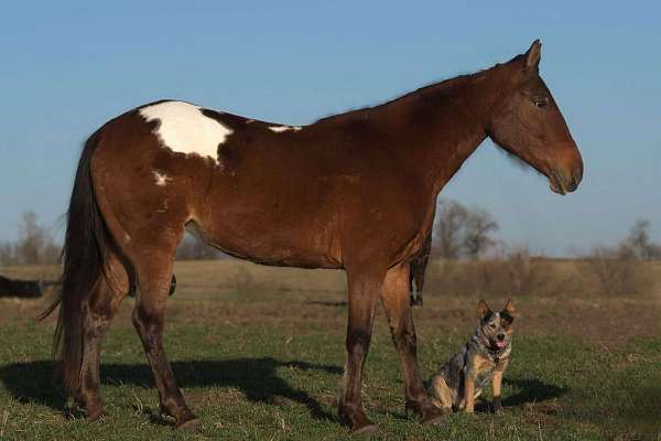 bay-blanket-pony