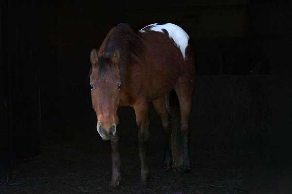 family-pony-quarter