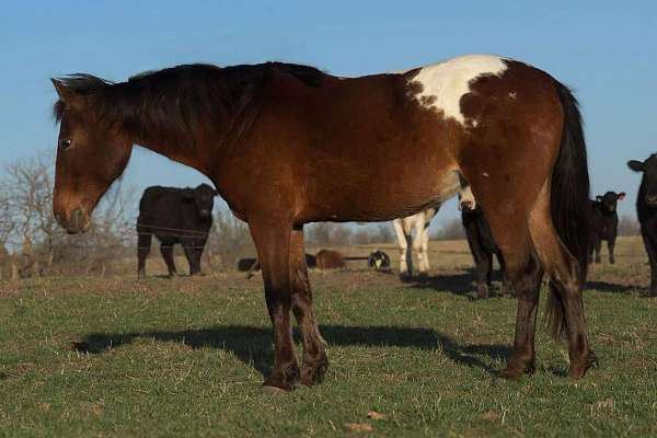 ranch-work-quarter-pony