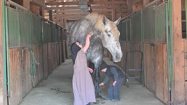 trail-quarter-horse