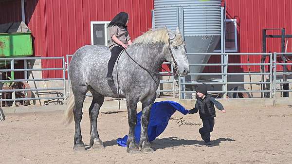 beginner-quarter-horse