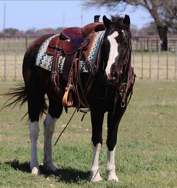 beginner-safe-quarter-horse