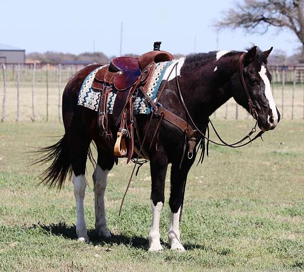 ranch-work-quarter-horse