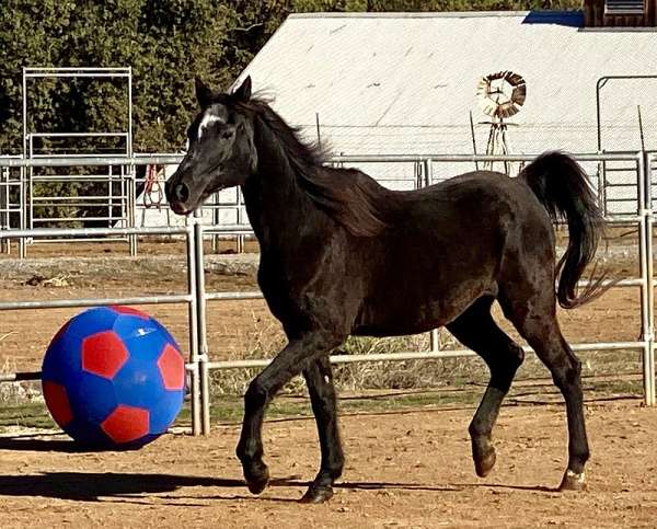 aged-arabian-horse