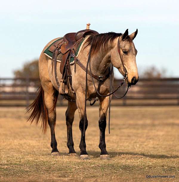 buckskin-none-horse