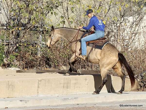 beginner-safe-quarter-horse