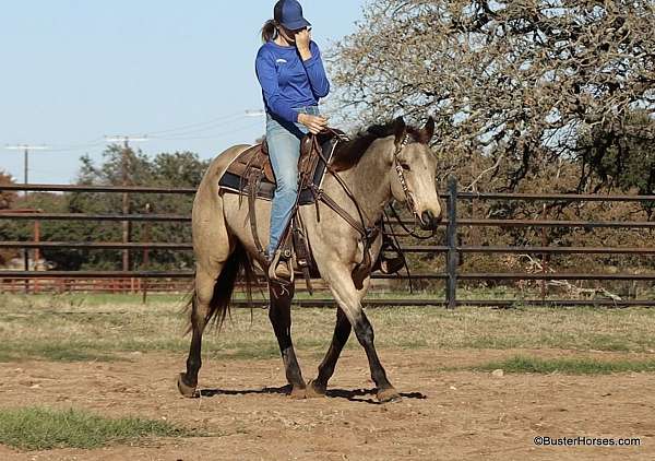 family-horse-quarter