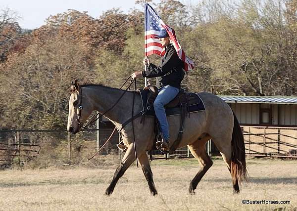 all-around-quarter-horse