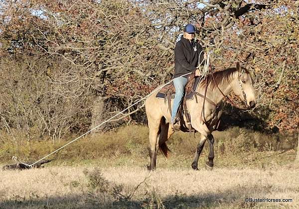 beginner-quarter-horse