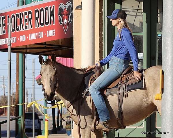 husband-safe-quarter-horse