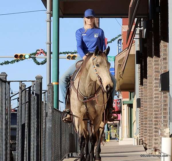 kid-safe-quarter-horse