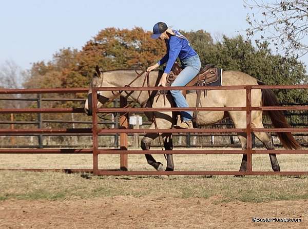 ranch-quarter-horse