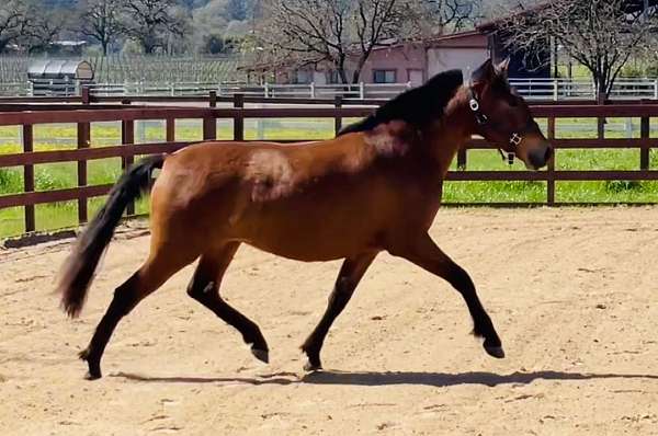 santa-rosa-andalusian-horse