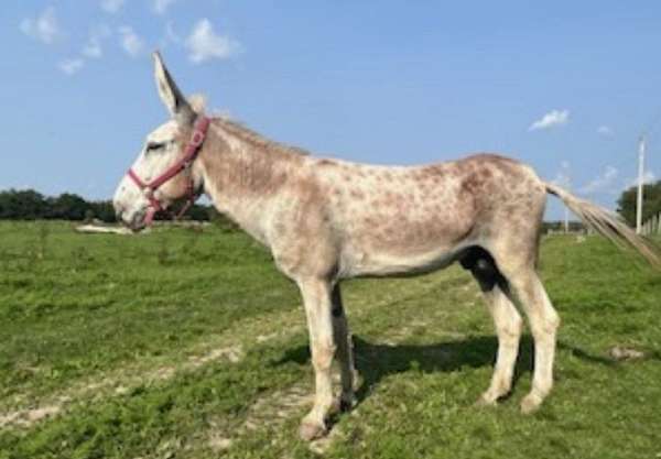 hand-breed-donkey