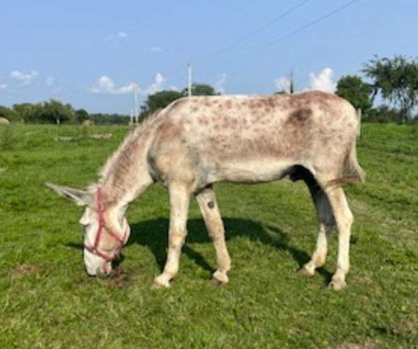 strawberry-roan-donkey