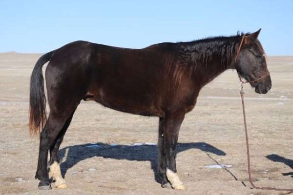 black-all-around-horse