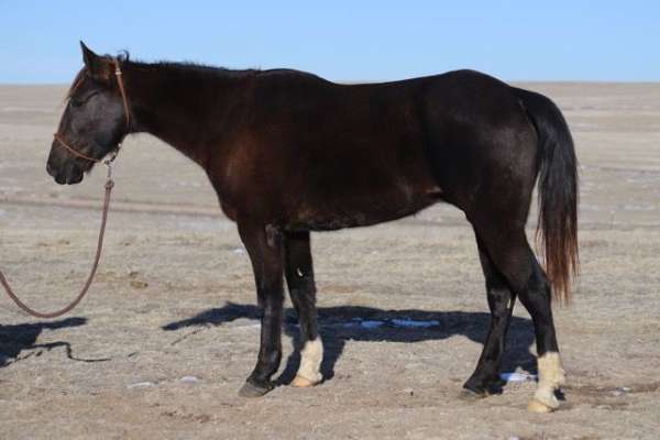 trail-beginner-gelding