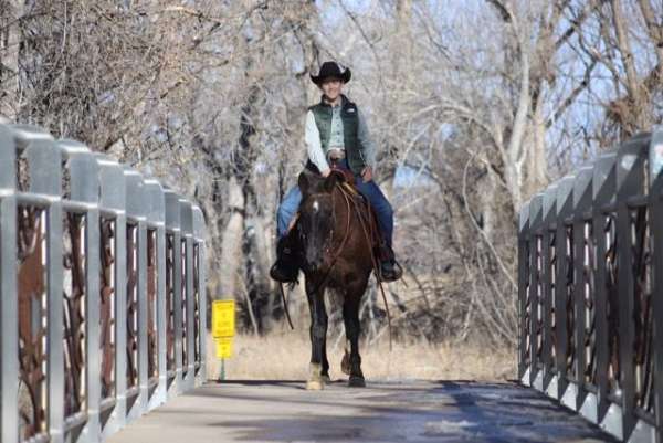 trail-beginner-horse