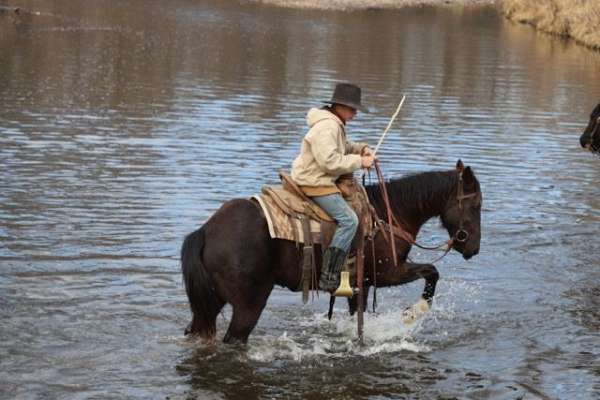 black-trail-horse
