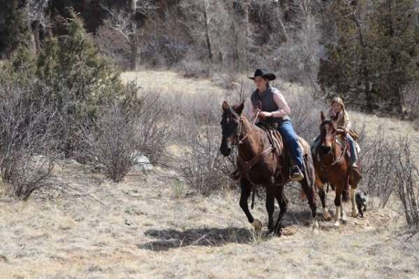 black-trail-riding-horse
