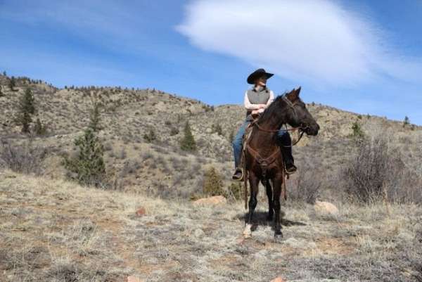 black-western-pleasure-horse