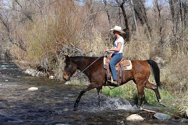 beginner-safe-quarter-horse