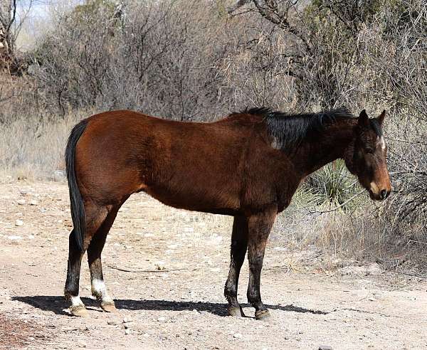 ranch-work-quarter-horse