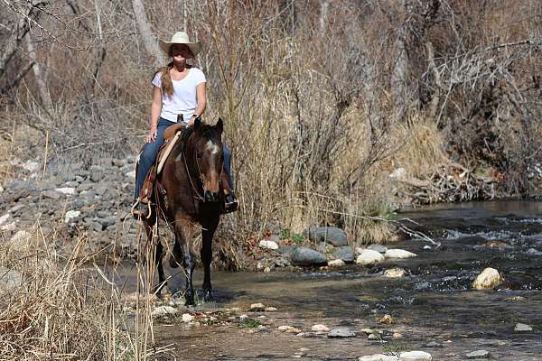 all-around-quarter-horse