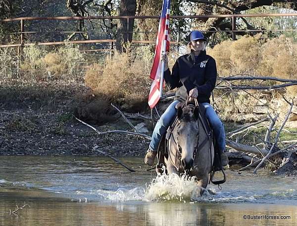 athletic-quarter-horse