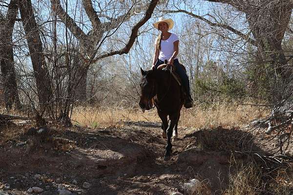 trail-quarter-horse