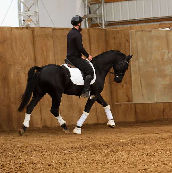 black-athletic-sporthorse