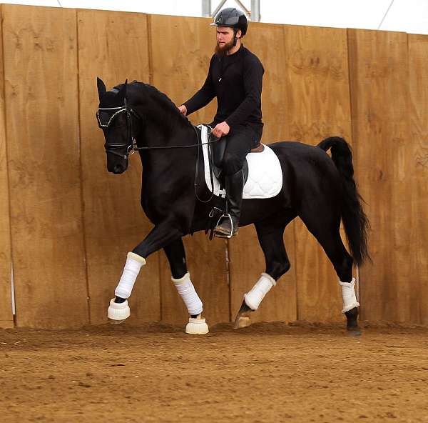 athletic-sporthorse-gelding