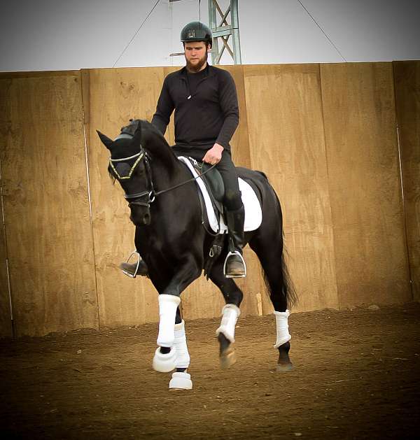 black-dutch-warmblood-gelding