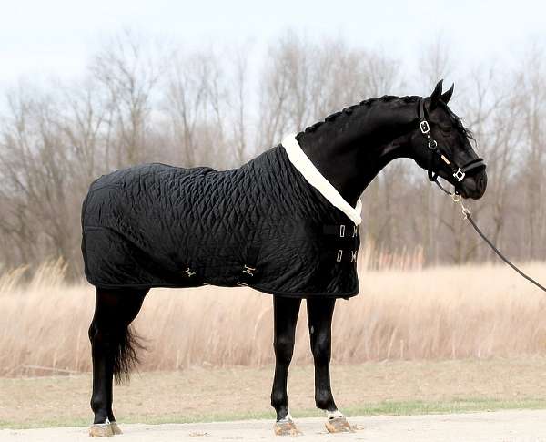 black-adha-gelding