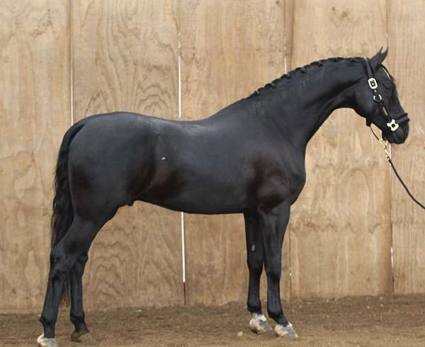 black-adha-horse