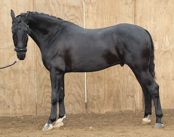 black-gelding-for-sale