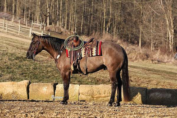 all-around-quarter-horse