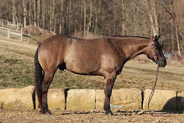 calf-roping-quarter-horse