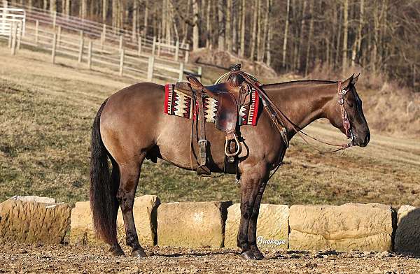 athletic-quarter-horse