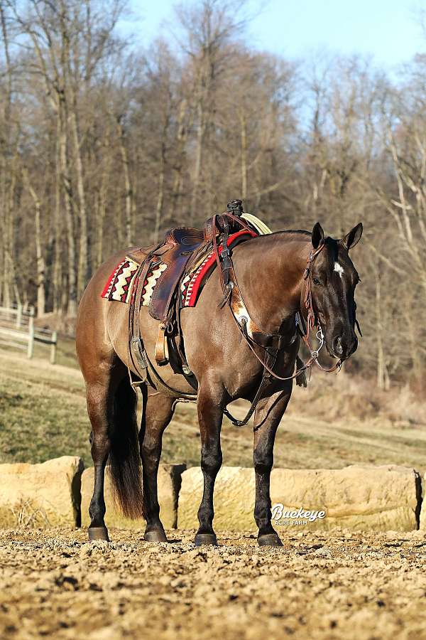 beginner-quarter-horse