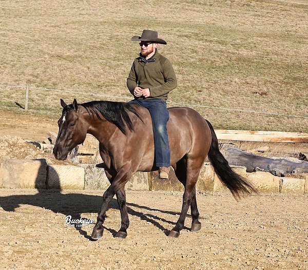 husband-safe-quarter-horse