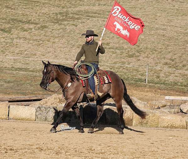 mounted-patrol-quarter-horse