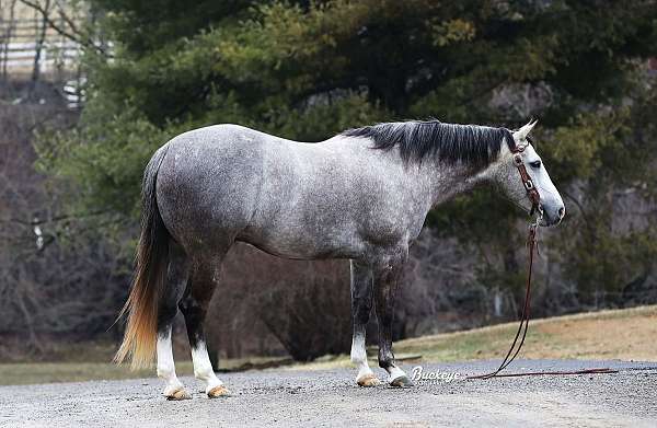 grey-dappled-white-socks-horse