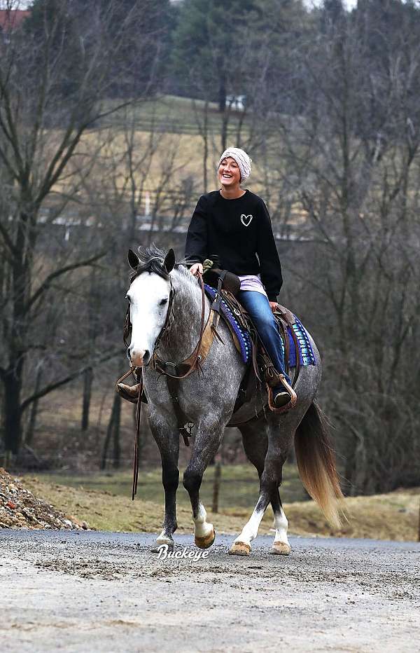 dappled-quarter-horse