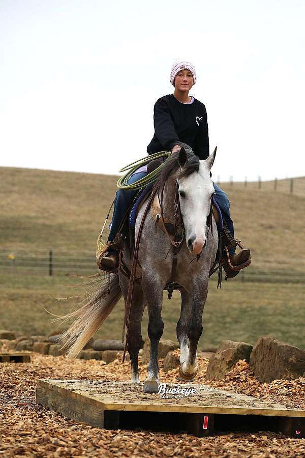 husband-safe-quarter-horse