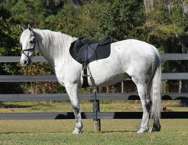 all-around-friesian-horse